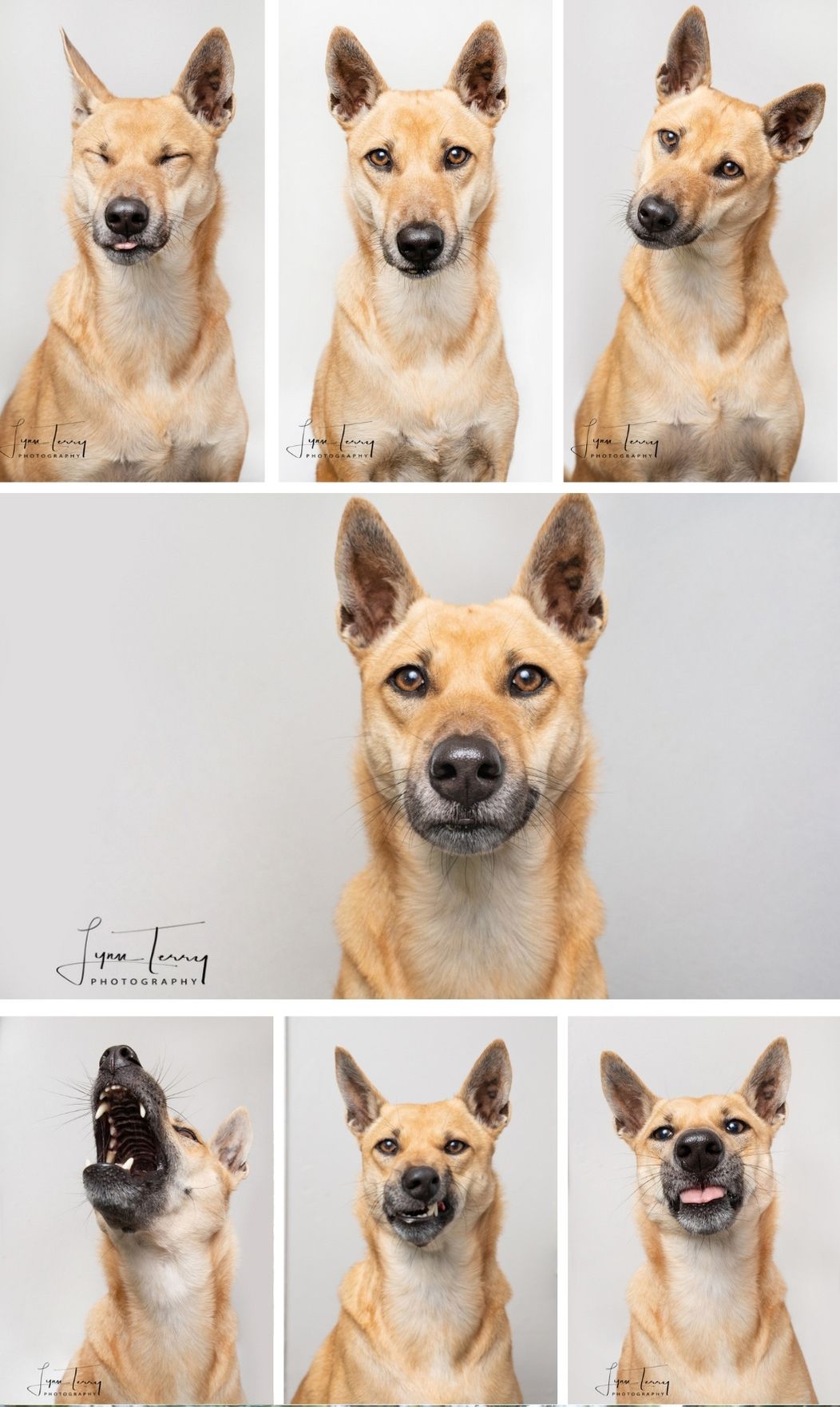 Studio portrait series of a tan mixed-breed dog showing various expressions against white background.