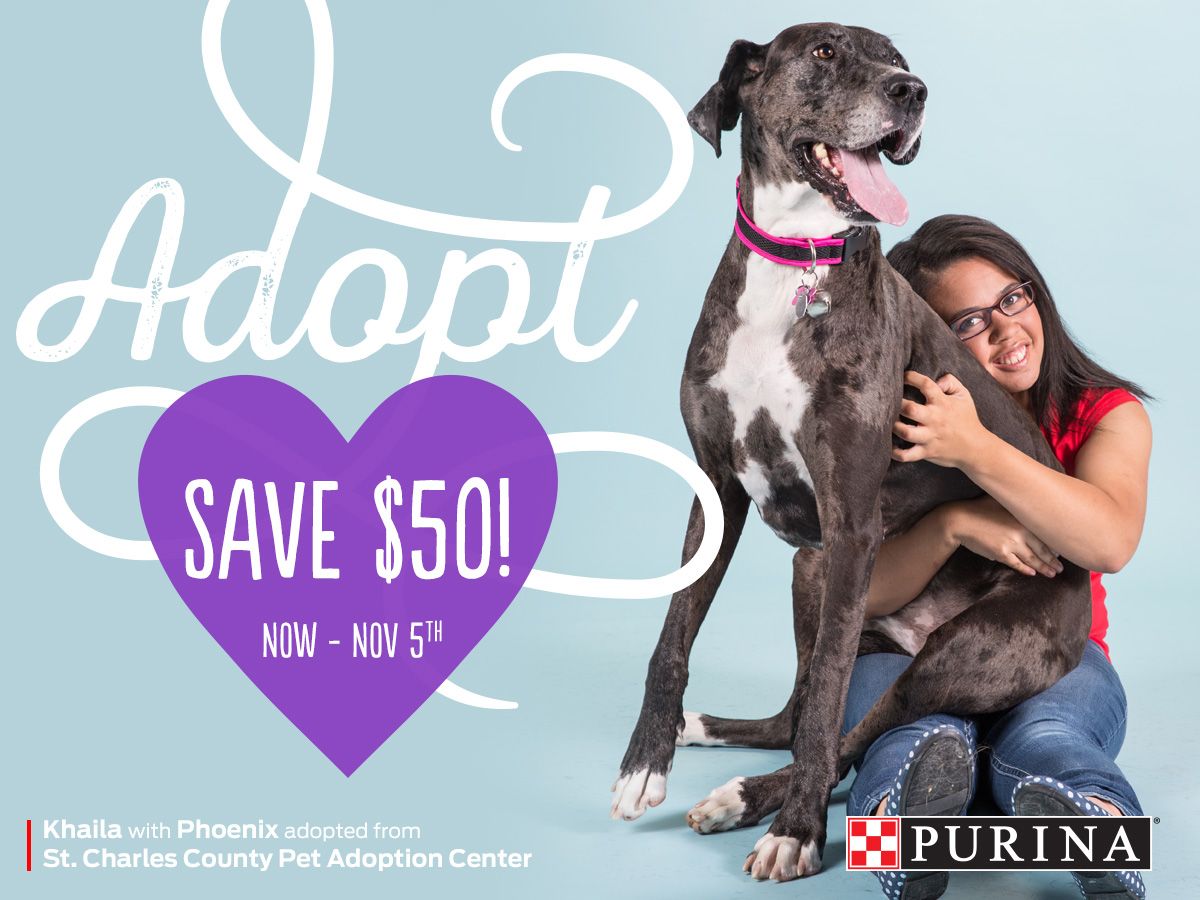 Large spotted dog with adopter in Purina pet adoption campaign offering $50 savings.