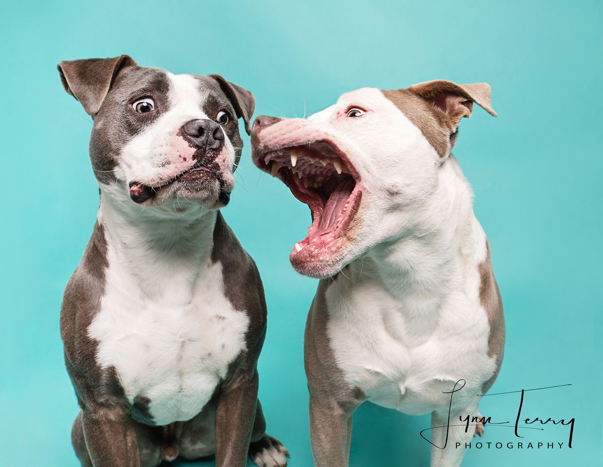 Two pit bull terriers making animated expressions against turquoise background.