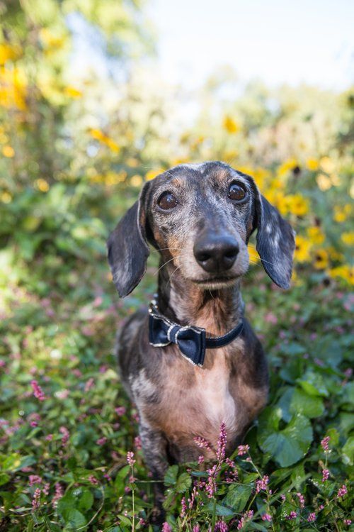 Senior dachshund with gray face sitting in garden with yellow flowers.