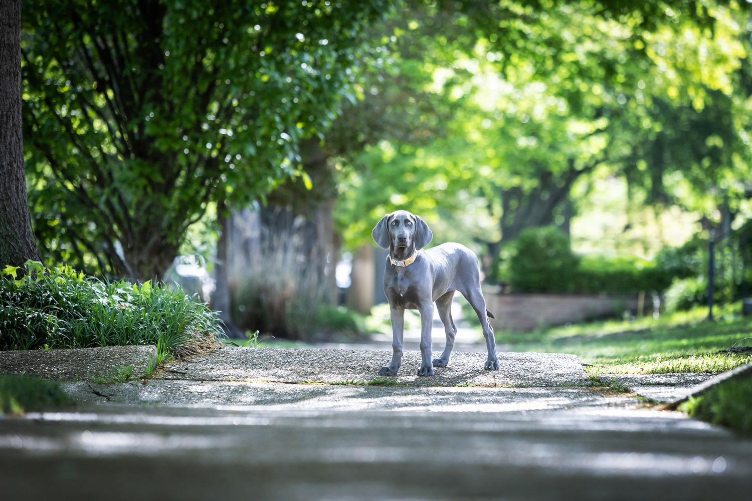 Standard schnauzer standing on a shaded garden path surrounded by greenery.