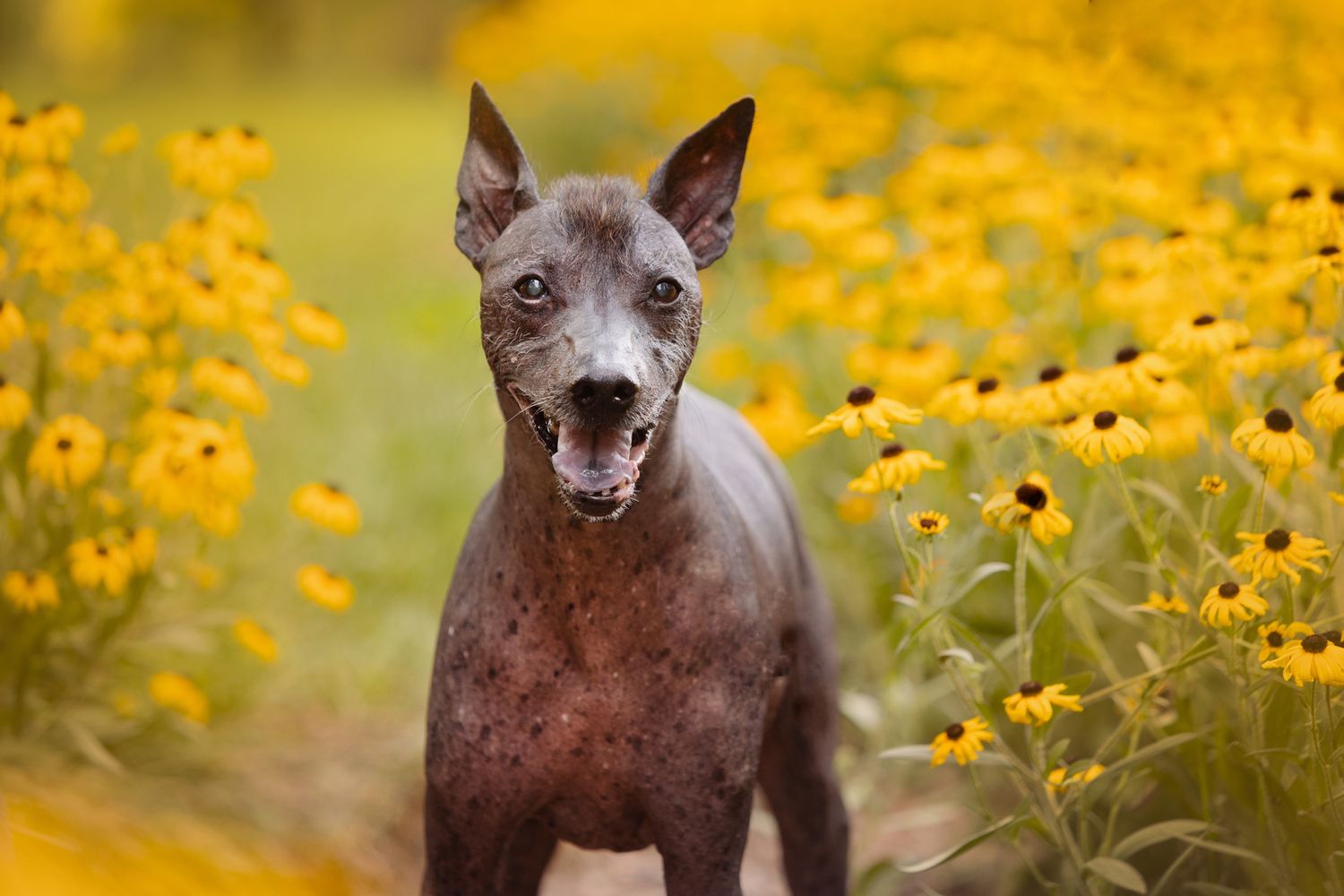Mexican hairless dog smiling among yellow wildflowers in a sunny meadow.