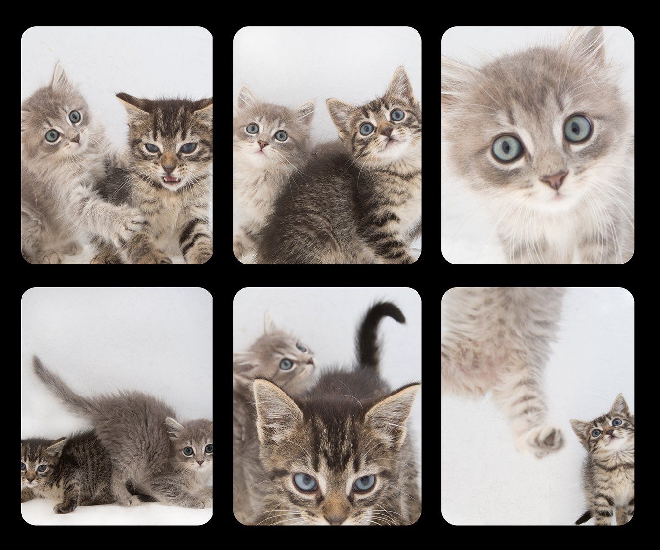 Collage of adorable kitten photos showing playful expressions and poses.
