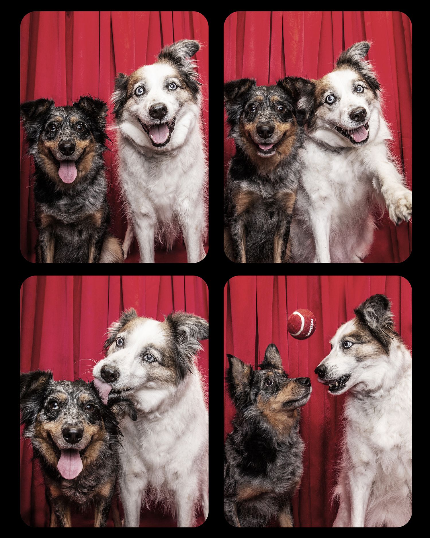 Four photo booth style images of two happy dogs posing against a red curtain backdrop.