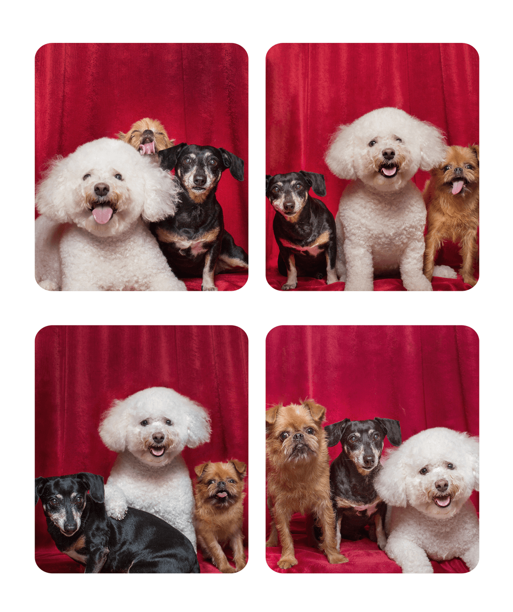 A white bichon frise poses with small mixed breed dogs against a red curtain backdrop.