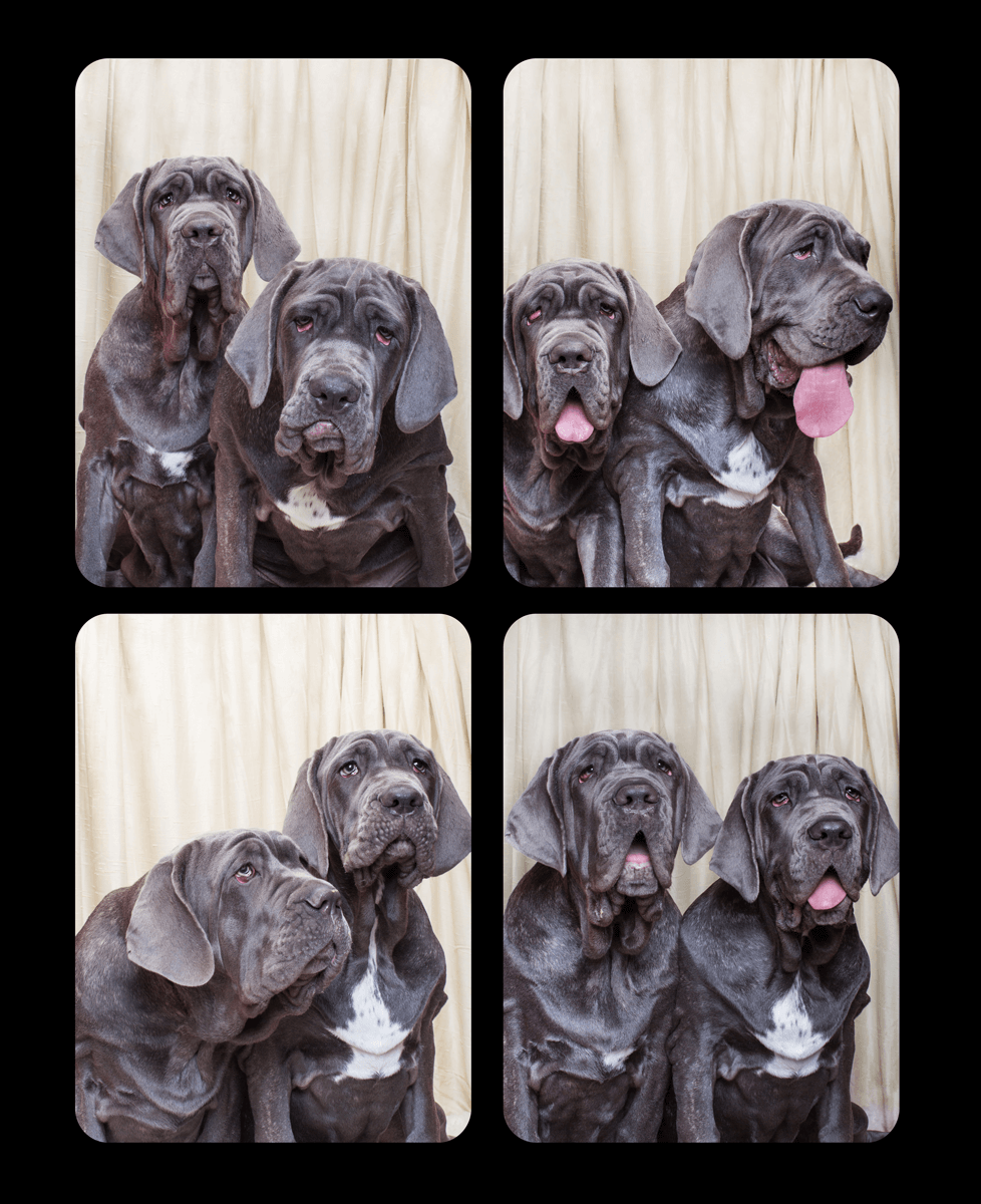 Multiple Neapolitan Mastiffs captured in photo booth style shots against light background.