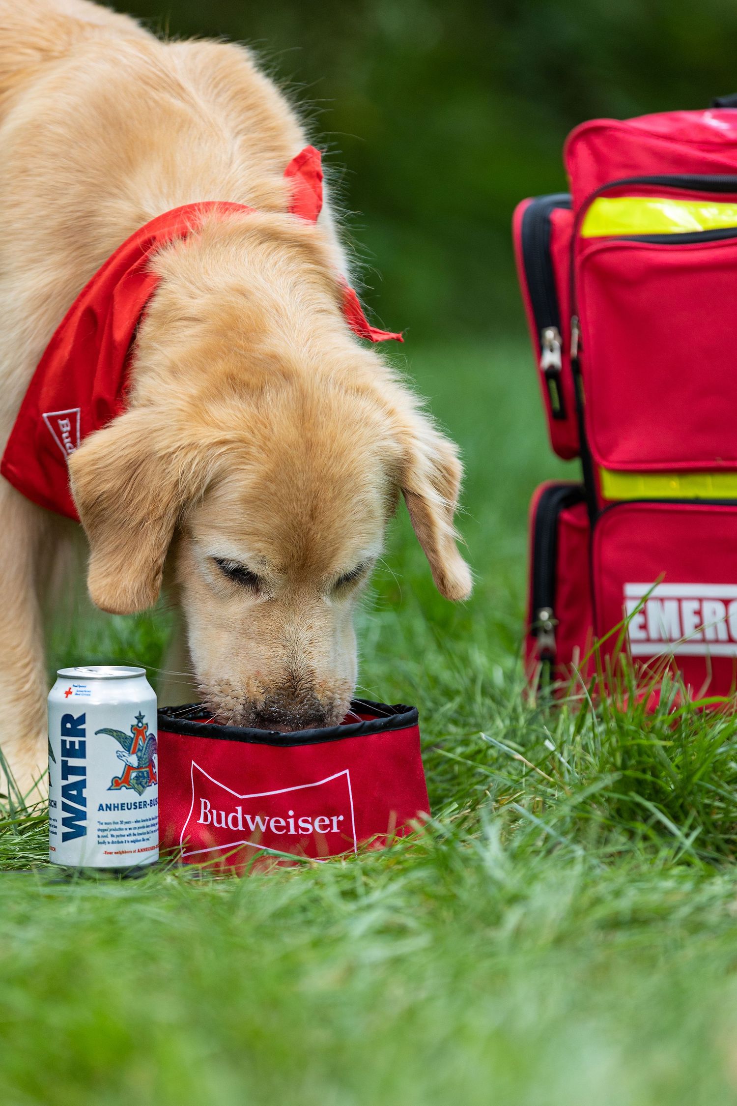 Golden retriever wearing red bandana drinks from bowl next to emergency kit and beverages.
