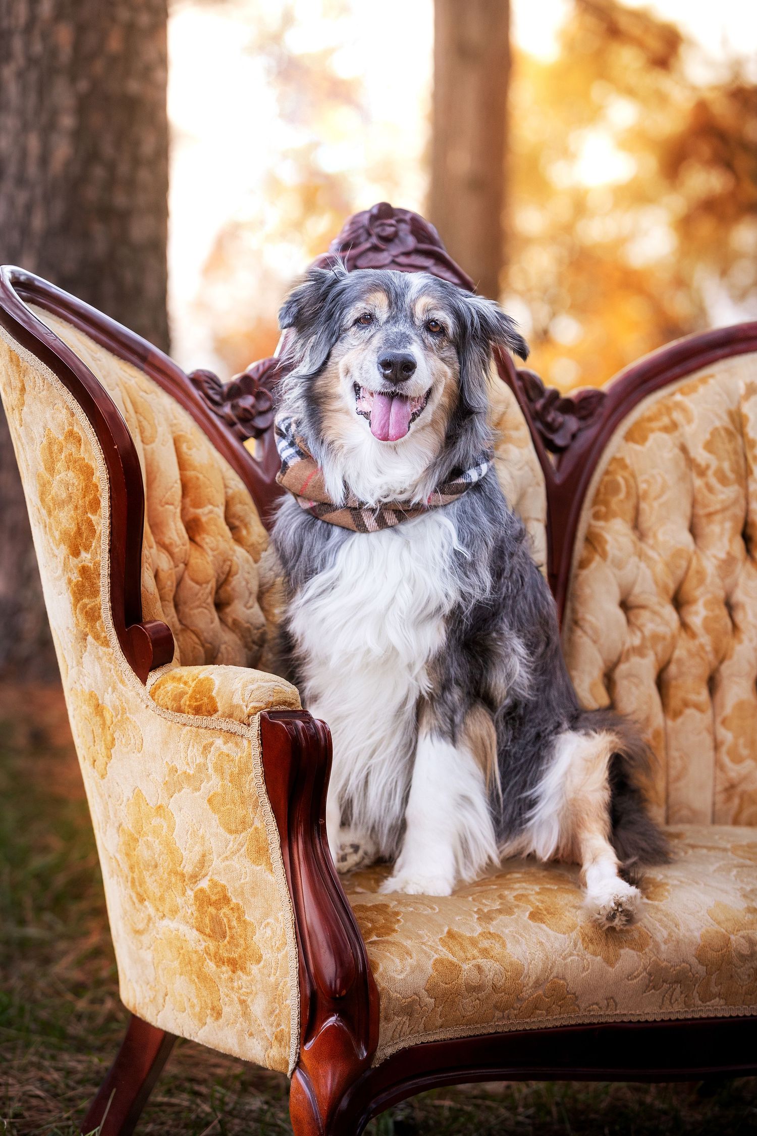 Fluffy Australian Shepherd dog wearing a brown hat sitting on a vintage golden tufted armchair outdoors.