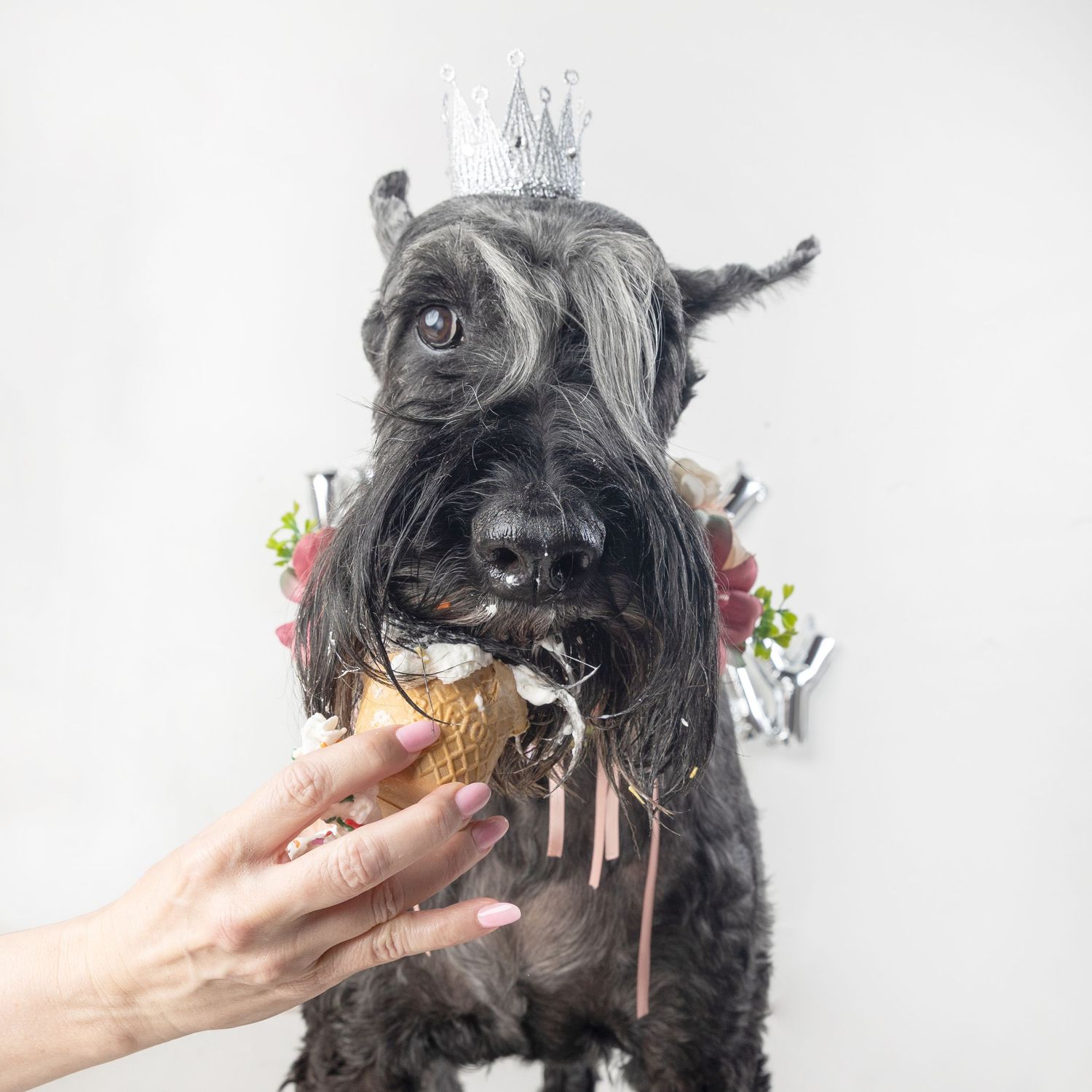 A black Schnauzer dog wearing a silver crown being offered a birthday cupcake with candles by a human hand.