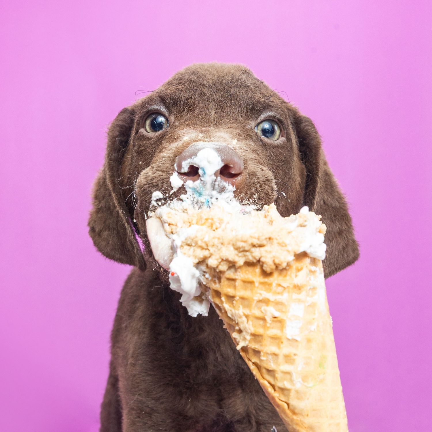 Chocolate Labrador puppy licking a melting vanilla ice cream cone against a bright pink background.