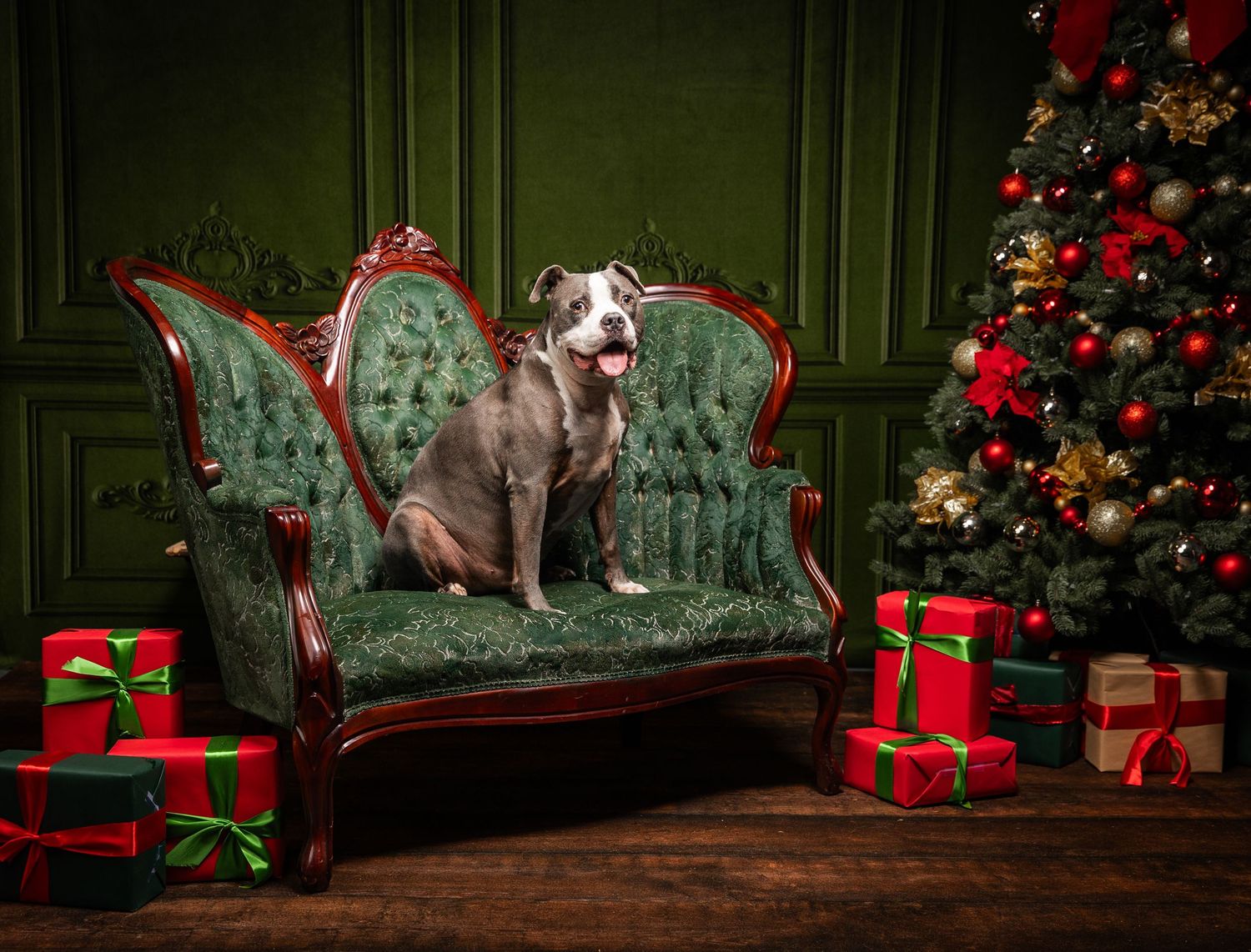 A gray pit bull dog sits on a green velvet Victorian sofa surrounded by Christmas gifts and a decorated tree.