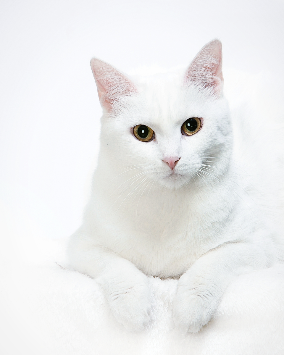 Pure white cat with striking amber eyes poses elegantly on white background.
