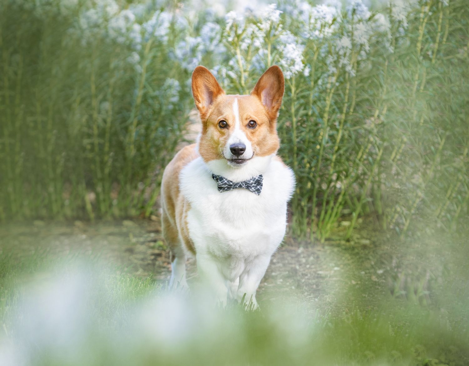 Corgi dog wearing a bowtie poses in a meadow with white wildflowers in the background.