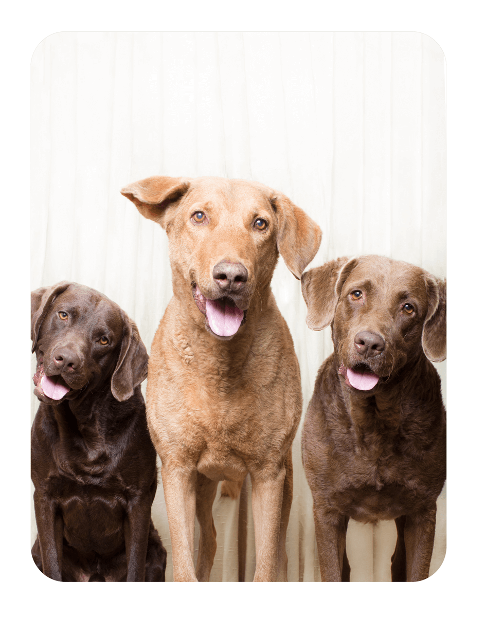 Three Labrador retrievers in different shades sitting together in a row.