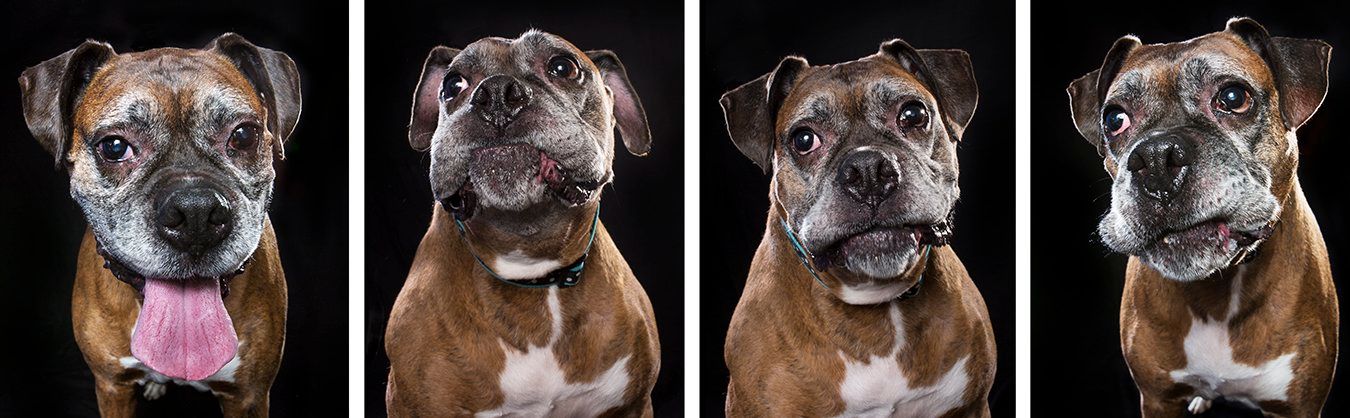 Series of four expressive boxer dog portraits showing different angles and expressions.