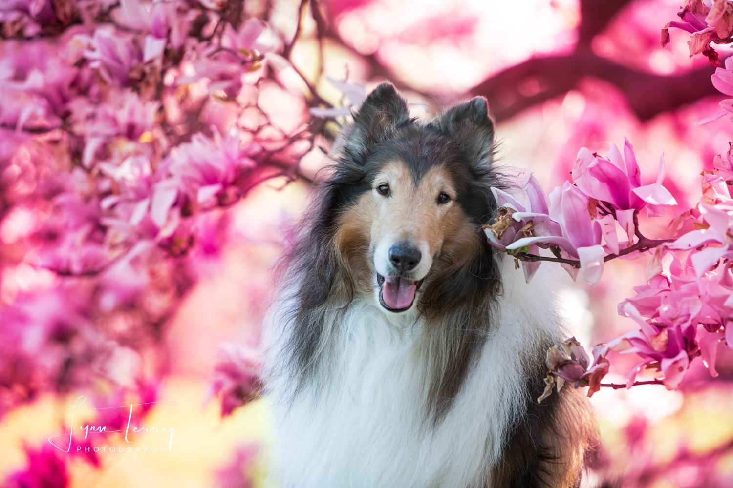 A happy Sheltie dog posing among pink cherry blossoms in full bloom.