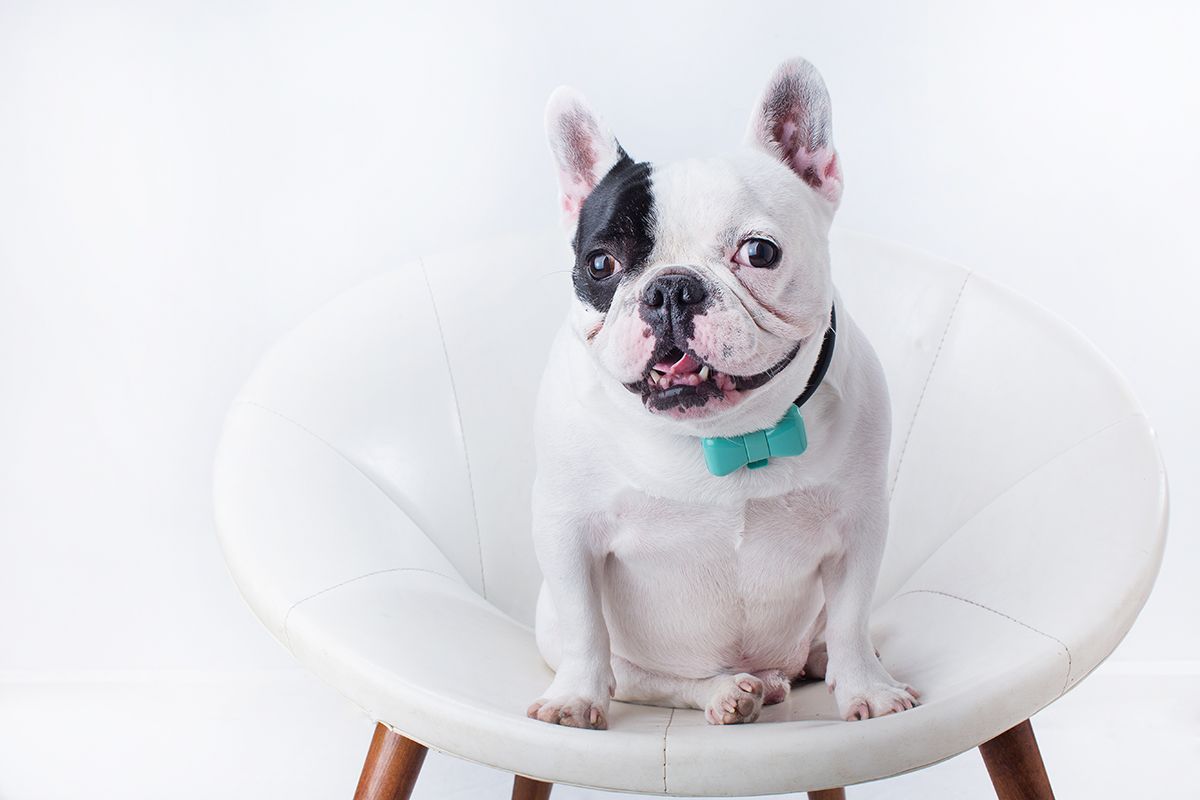 French Bulldog sitting on white modern chair wearing turquoise collar.