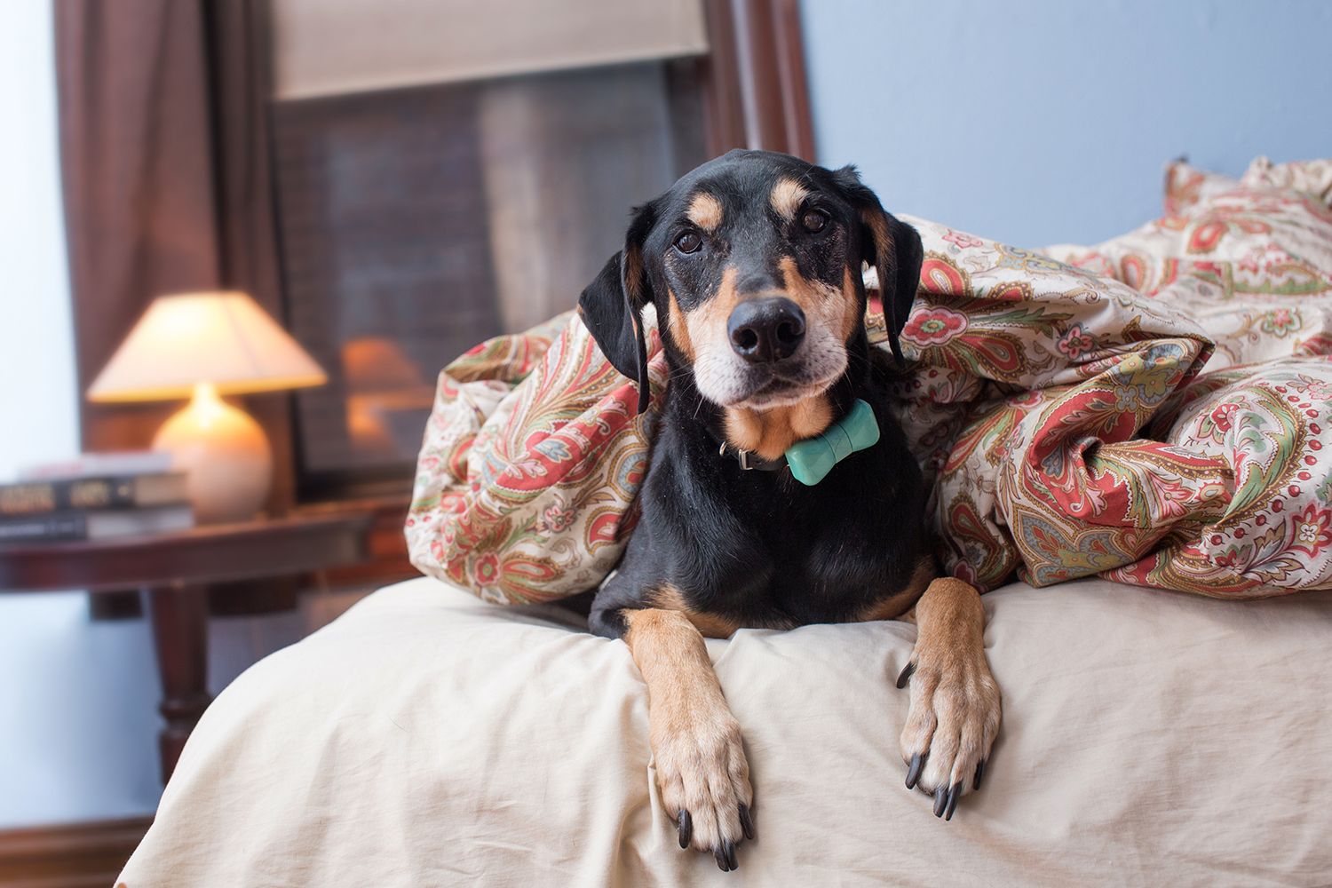 A cozy black and tan dog snuggles under a floral blanket on a bed.