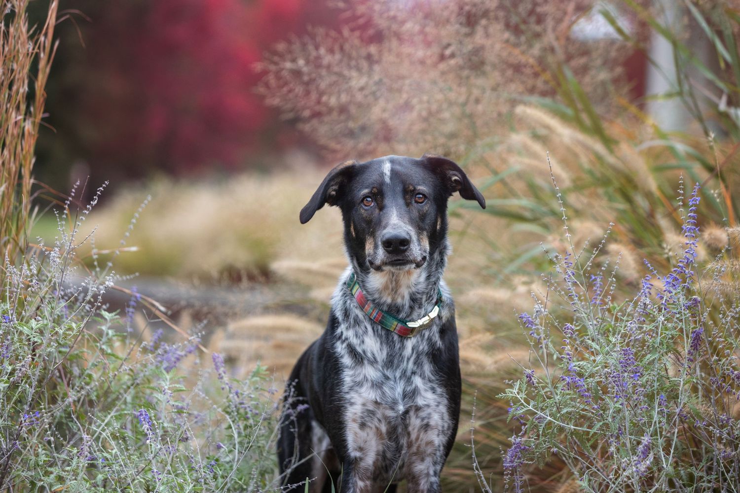 Black and white spotted dog poses in garden with purple flowers.