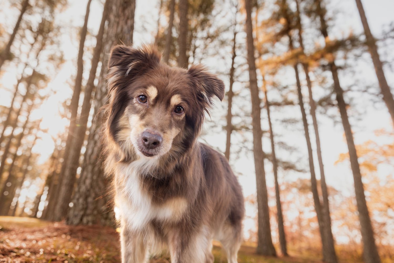 Brown and white Australian Shepherd standing alertly in an autumn forest.
