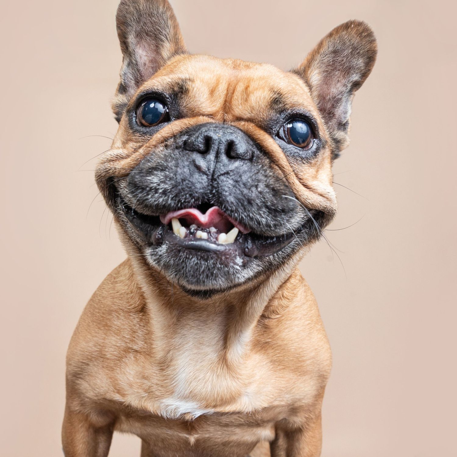 Excited French Bulldog with wide eyes and a big goofy grin against a beige studio background.