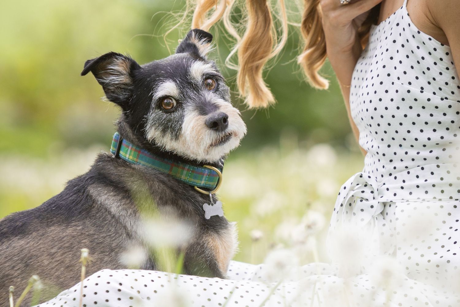A small gray dog wearing a green plaid collar sits in a field of white flowers beside a woman in a polka dot dress.
