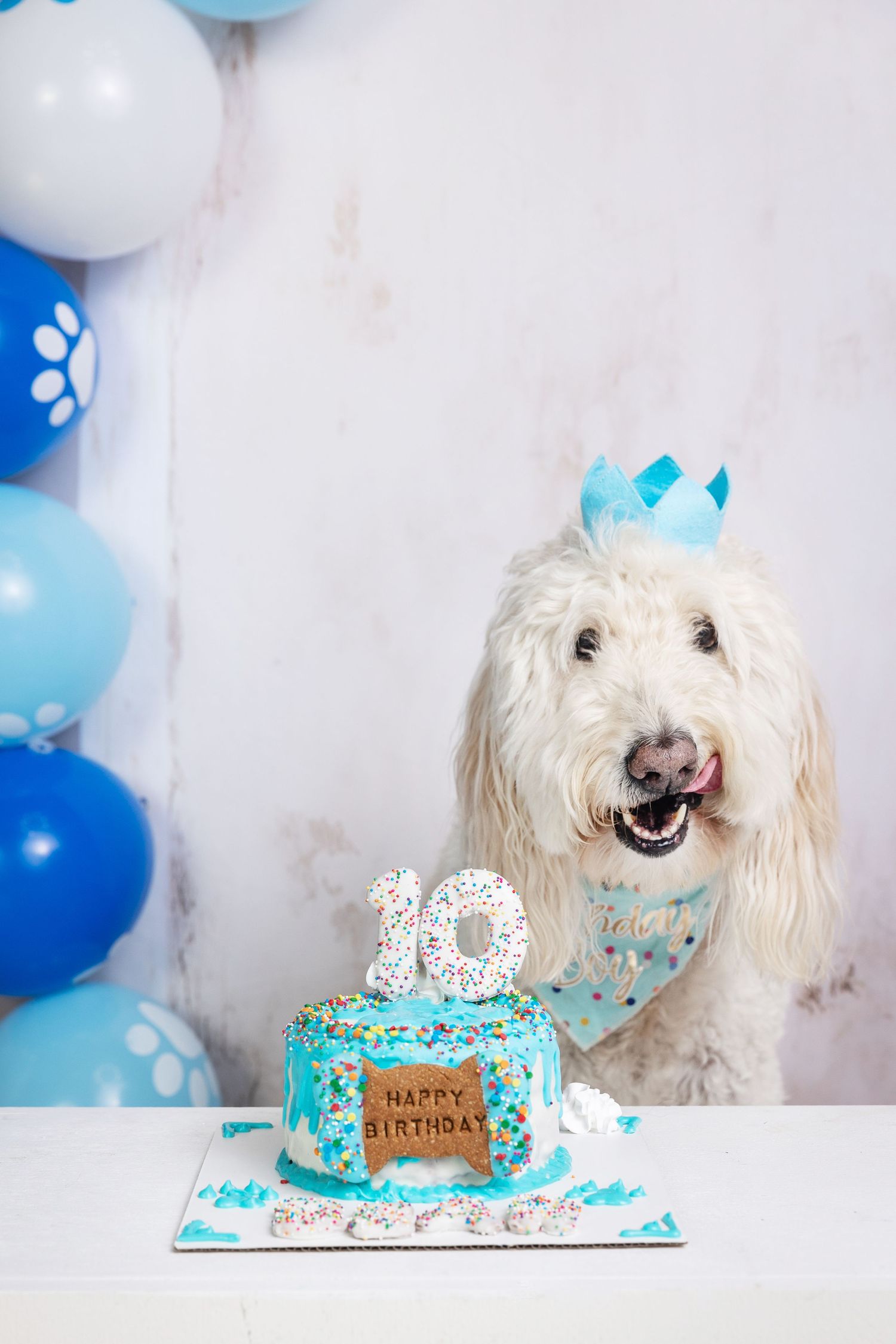 A white Goldendoodle dog wearing a blue crown celebrates its 10th birthday with a teal Happy Birthday cake and blue balloons.