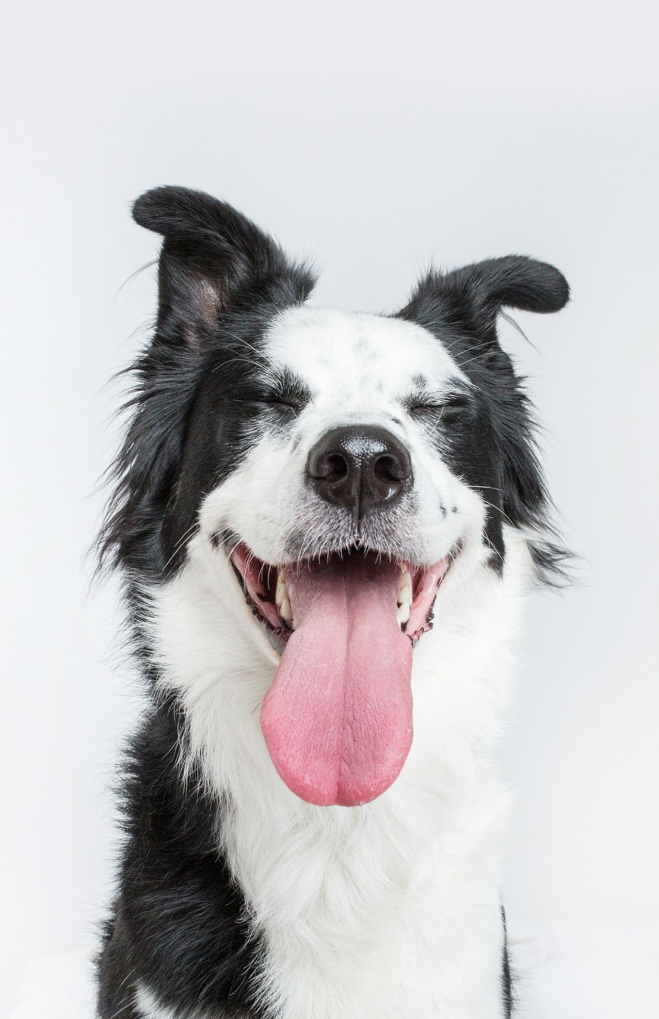 A happy black and white Border Collie dog with tongue out and eyes closed against a white background.