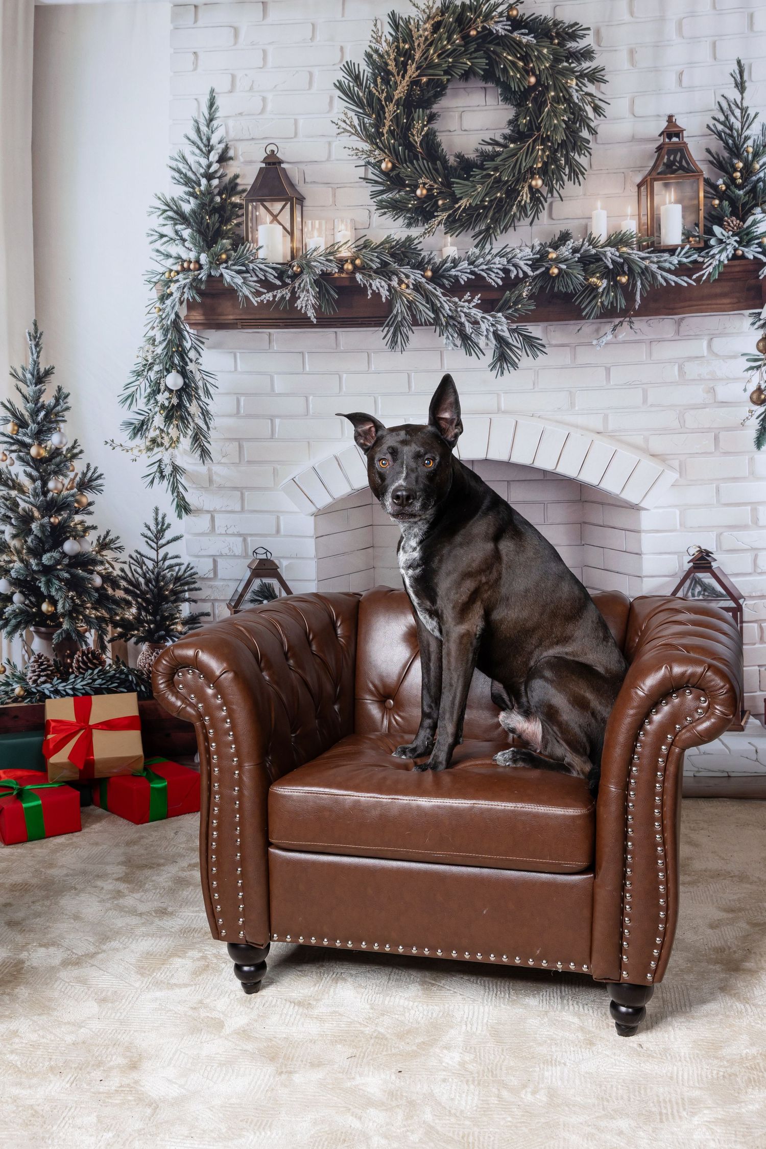 Black dog sitting on brown leather armchair in Christmas decorated room with wreath, lanterns, gifts, and tree.