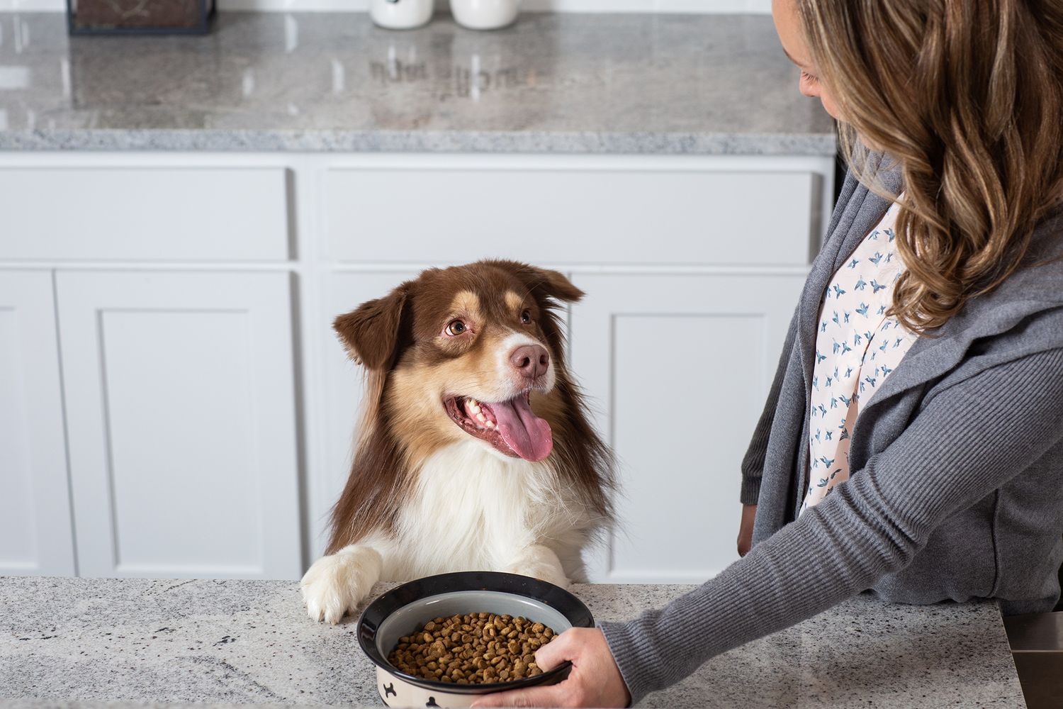 Australian Shepherd eagerly watching food bowl being served on kitchen counter.
