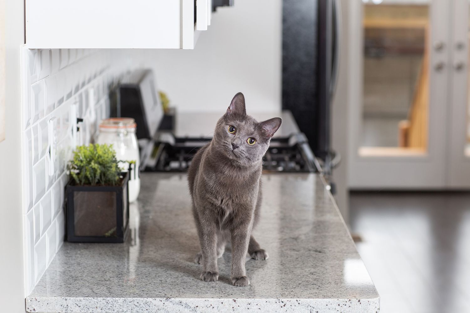Modern home interior with grey cat exploring kitchen counters and living spaces.