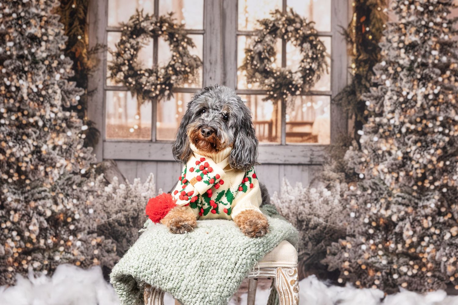 A fluffy dog wearing a festive Christmas sweater sits on a chair surrounded by holiday wreaths and decorated trees.