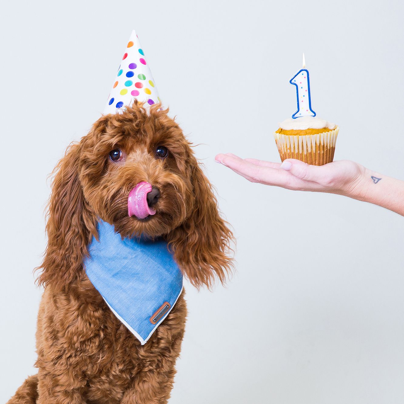 A fluffy brown doodle dog wearing a party hat and blue bandana licks its nose beside a birthday cupcake with a number 1 candle.