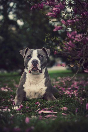 Pitbull dog sits among fallen pink flower petals in garden setting.