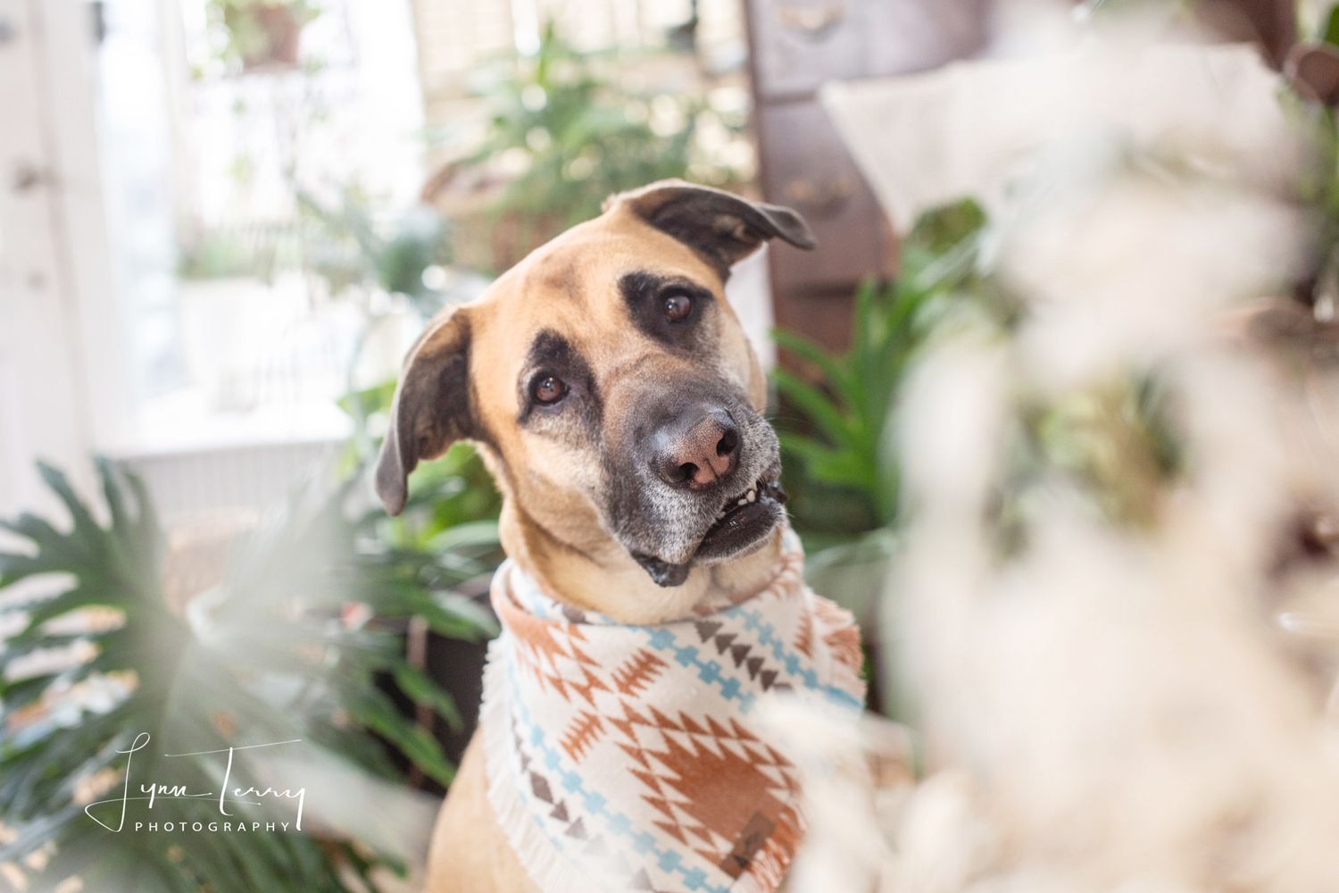 Brown and white dog wearing a bandana looking at camera with soft focus background.