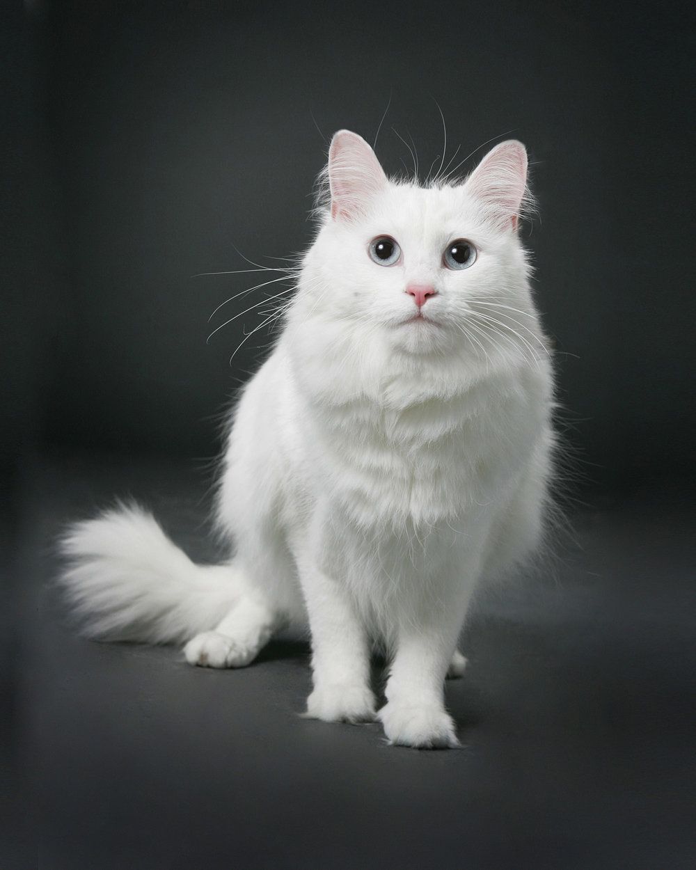 Majestic white long-haired cat with fluffy coat sits against dark background.