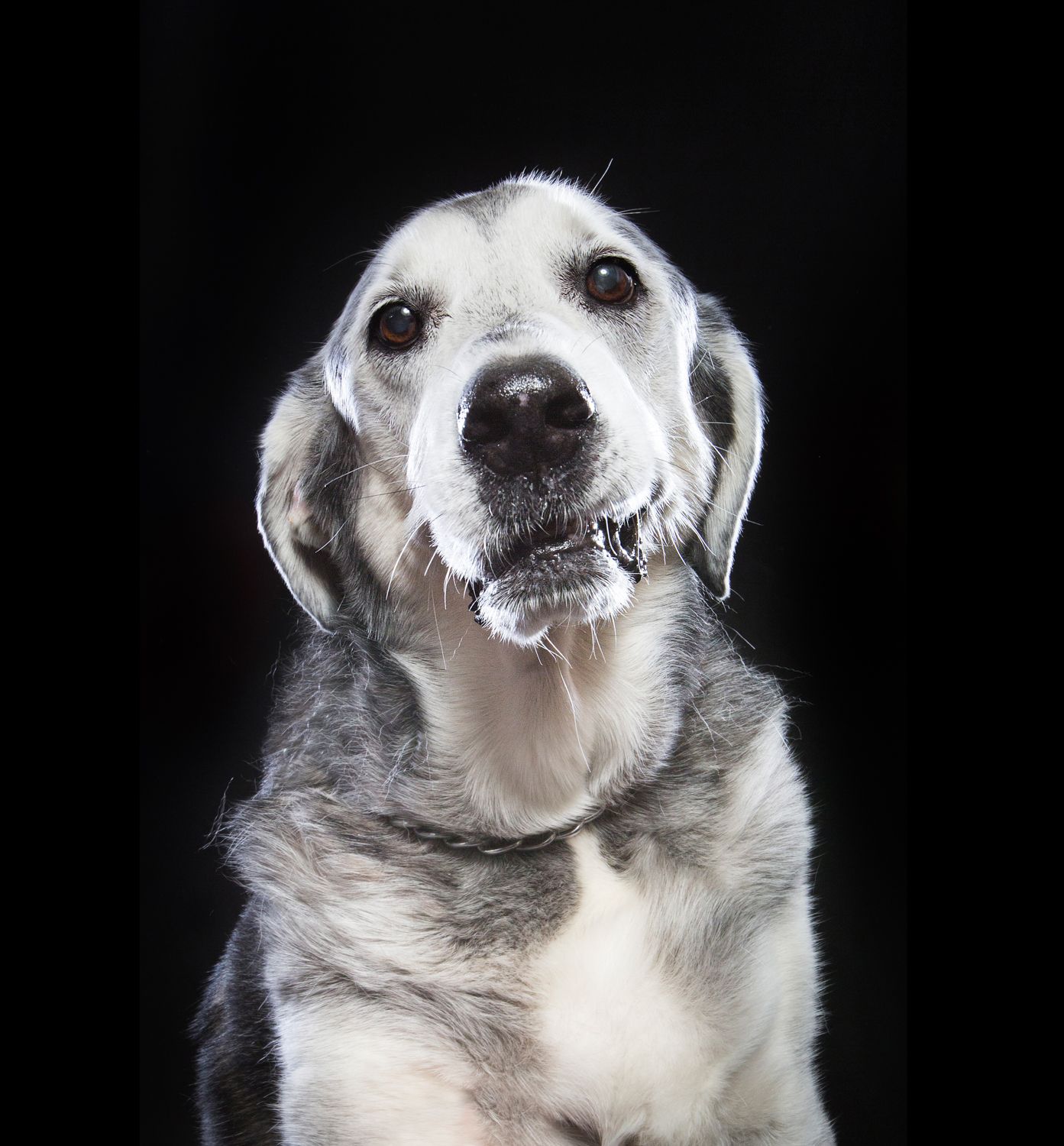 Senior mixed breed dog with gray and white fur against dark background.