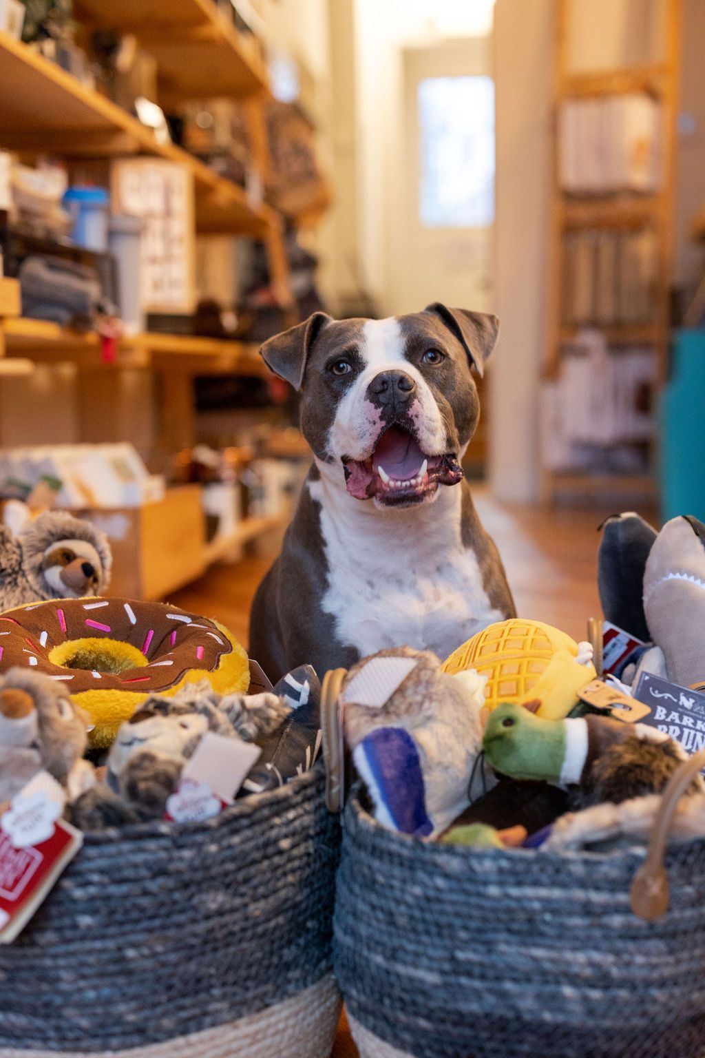 A Boston terrier sits in a blue woven basket surrounded by plush toys and other items.