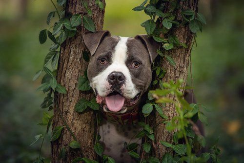 Pitbull dog's happy face framed by green vines and tree trunks.