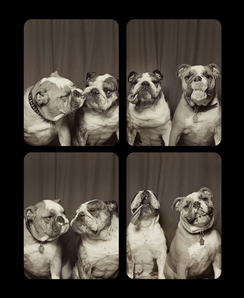 Four English bulldogs make various expressions in vintage-style black and white photo booth shots.