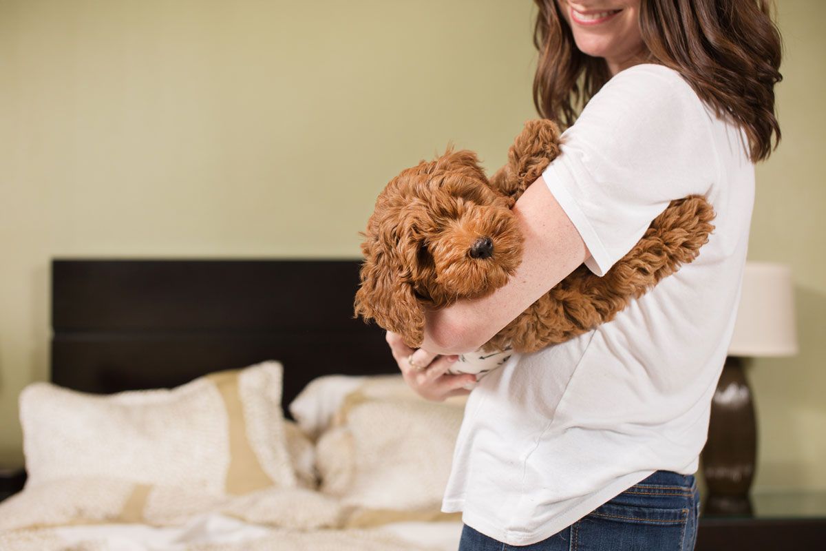 A goldendoodle puppy being held and cuddled in a bedroom setting.