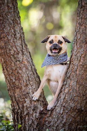Small pug mix wearing bandana sitting happily between tree trunks.