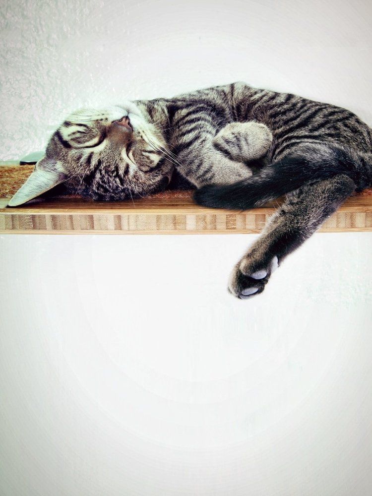 Tabby cat lounging lazily on a wooden shelf.