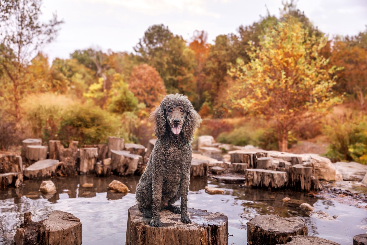 Standard poodle sitting on wooden stumps near water during fall season.