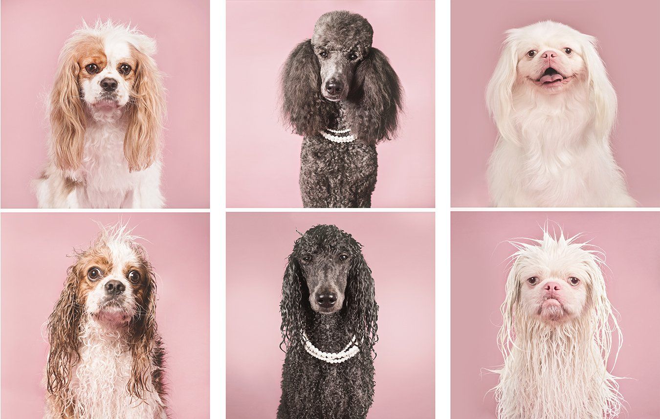 Collection of six poodle portraits with wet and dry fur variations against pink background.
