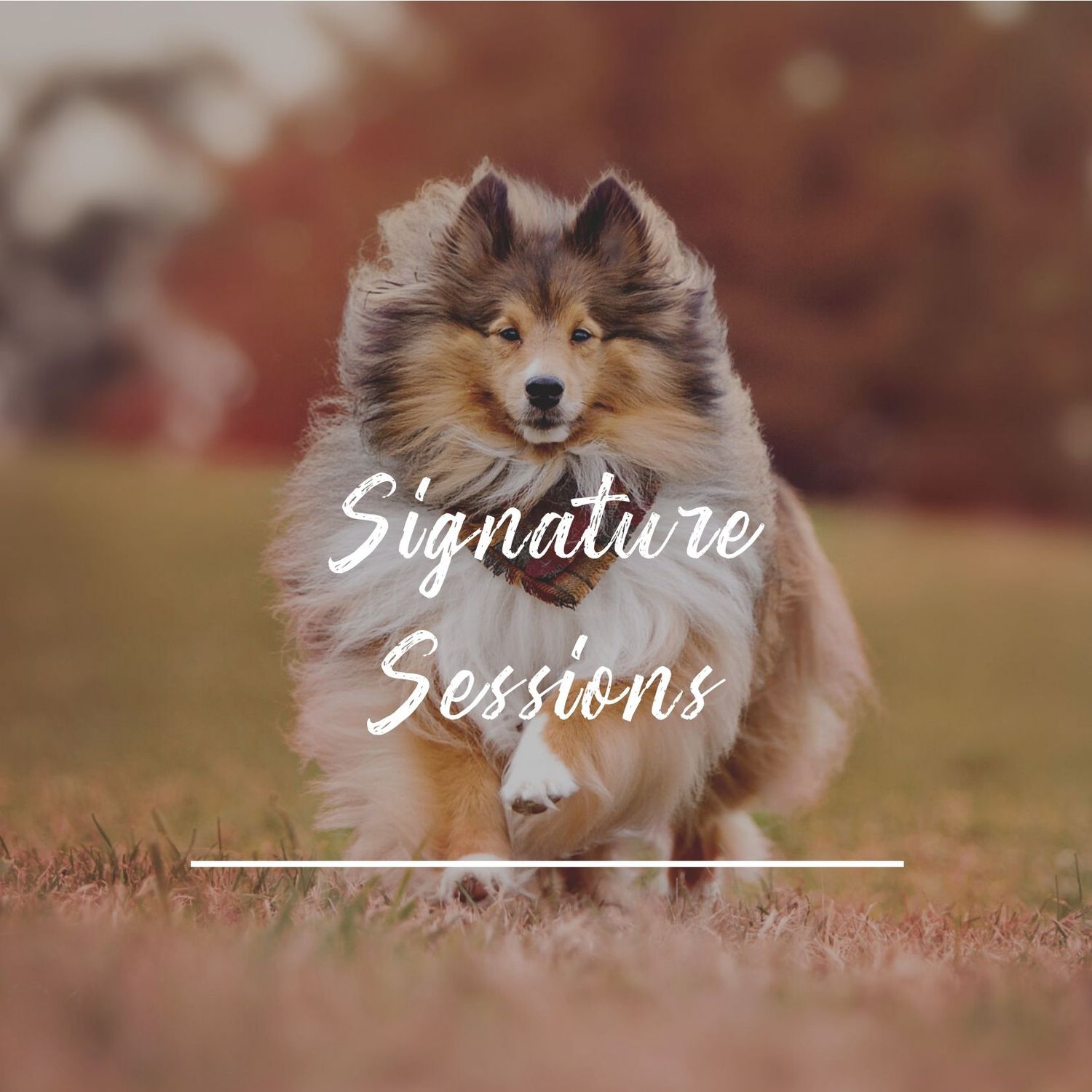 A fluffy Shetland Sheepdog stands in autumn grass with white 'Signature Sessions' text overlay.