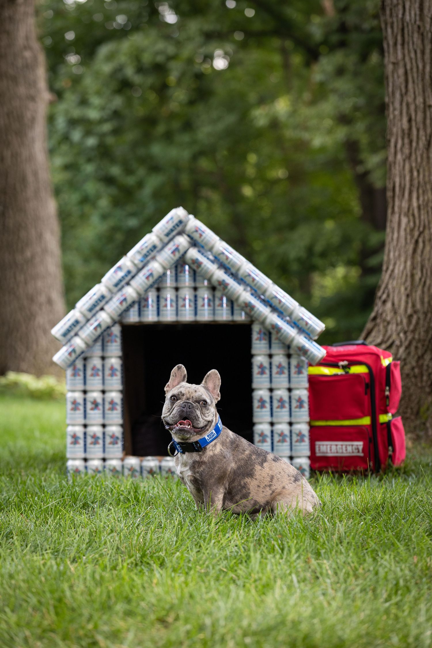French bulldog sits in front of a creative doghouse made of beer cans on a grassy lawn.