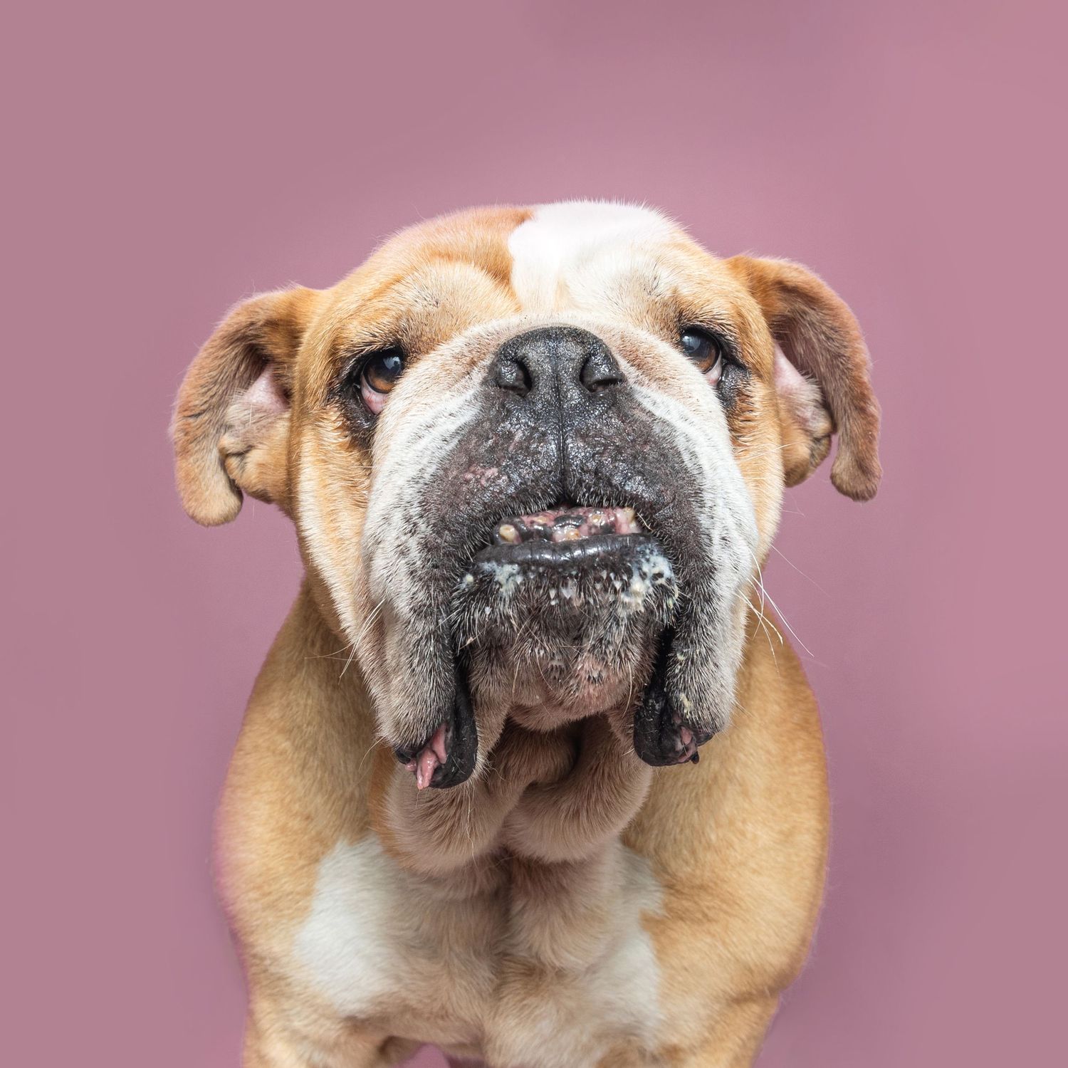 Close-up portrait of a wrinkly English Bulldog with tongue out against a pink background.