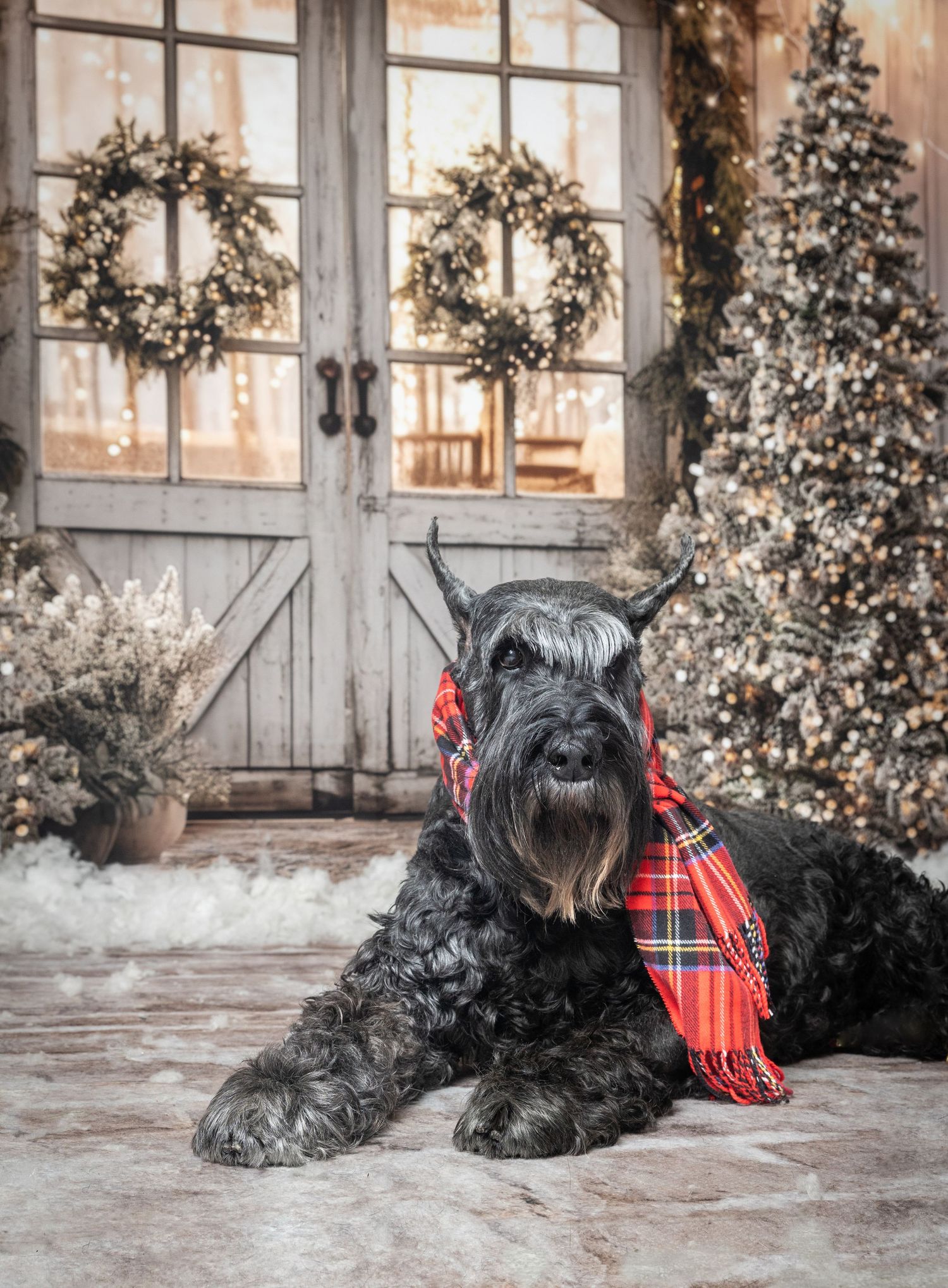 A black Schnauzer dog wearing a red tartan scarf poses in front of festive Christmas trees and wreaths on a snowy backdrop.