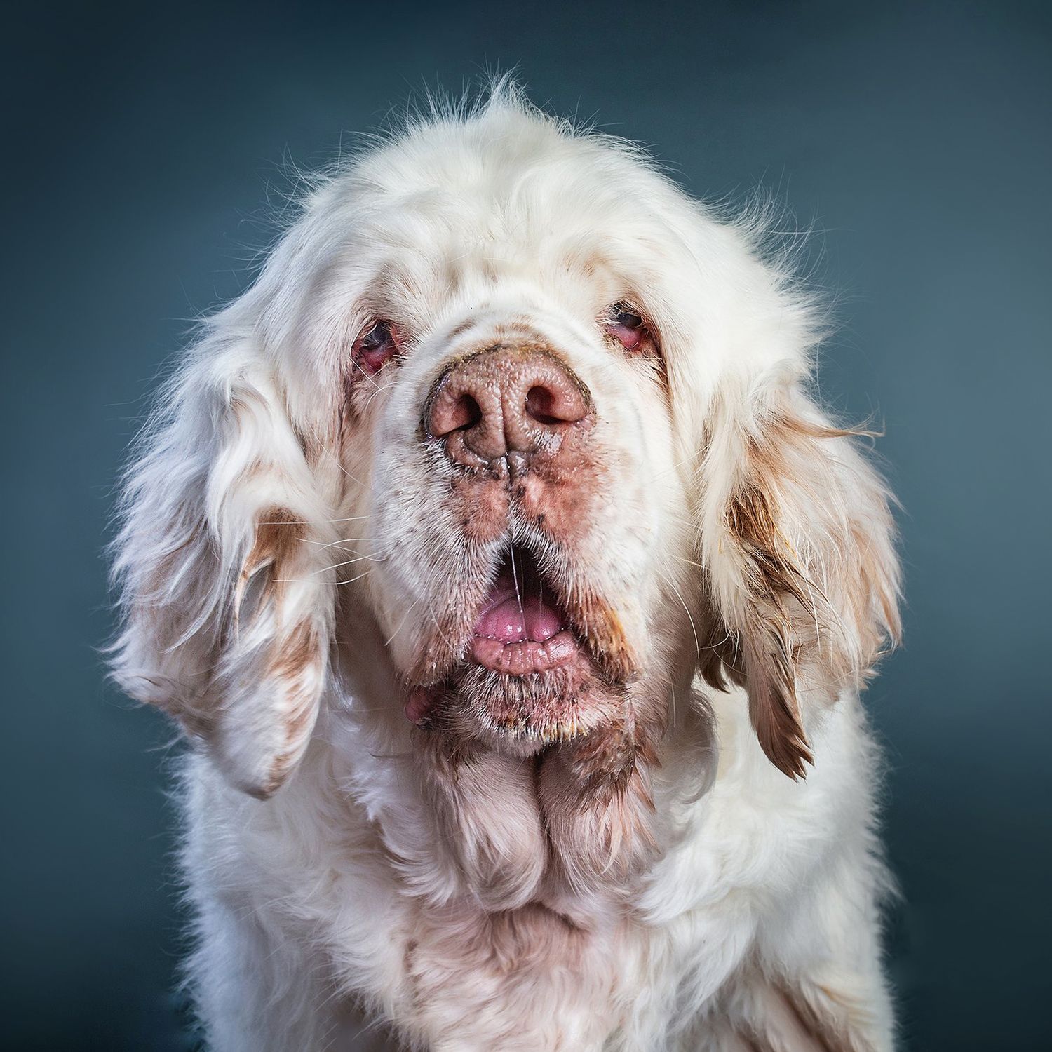 Close-up portrait of a senior white Clumber Spaniel dog with soulful eyes against a gray studio background.
